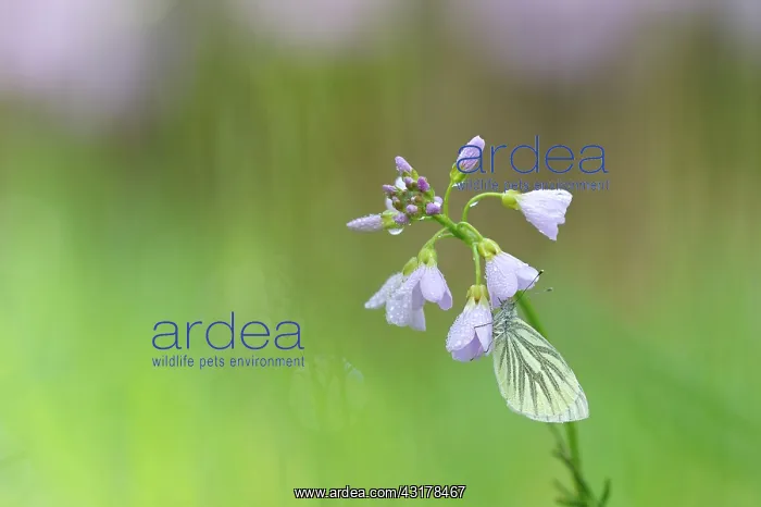 : Green-veined White : Green-veined White