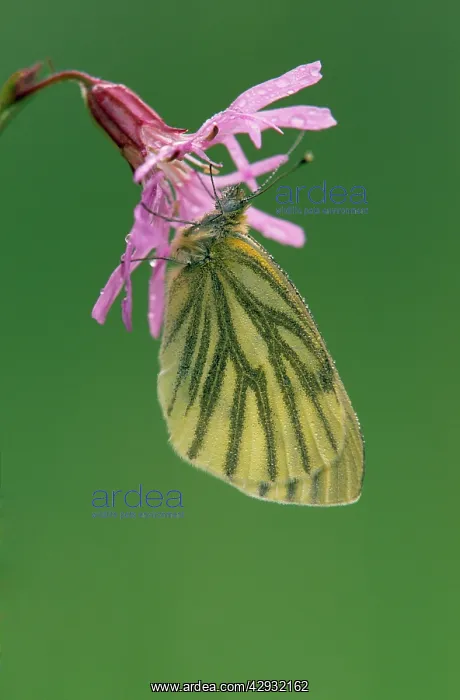 : Green-veined White Butterfly : Green-veined White Butterfly