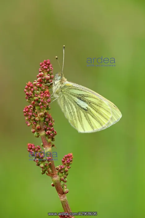 : Green Veined White Butterfly : Green Veined White Butterfly