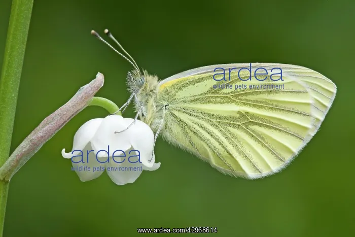: Green Veined White Butterfly : Green Veined White Butterfly