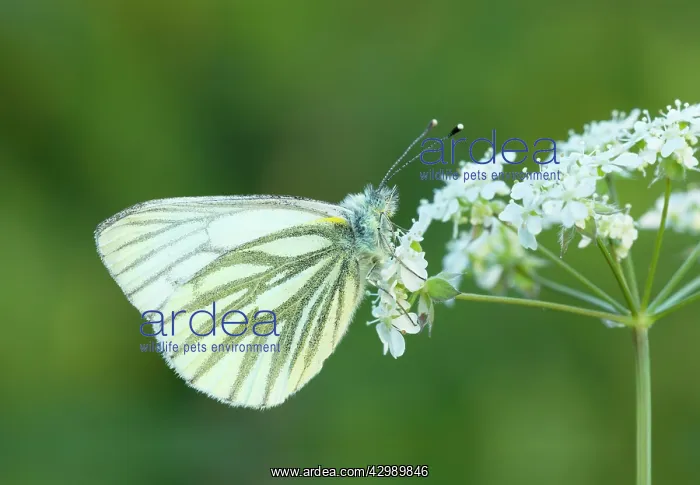 : Green-veined White Butterfly : Green-veined White Butterfly