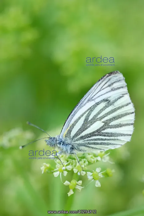 : Green-veined White Butterfly - on Alexanders flowers : Green-veined White Butterfly - on Alexanders flowers
