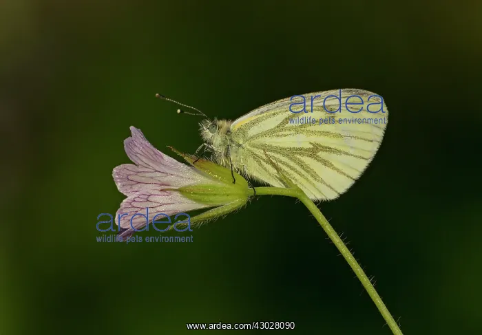 : Green-veined White Butterfly female resting on Cranesbill : Green-veined White Butterfly female resting on Cranesbill