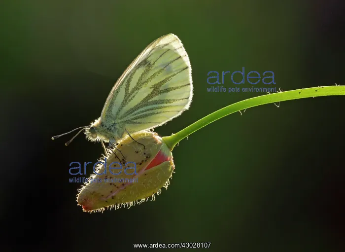 : Green-veined White Butterfly female resting on Welsh : Green-veined White Butterfly female resting on Welsh