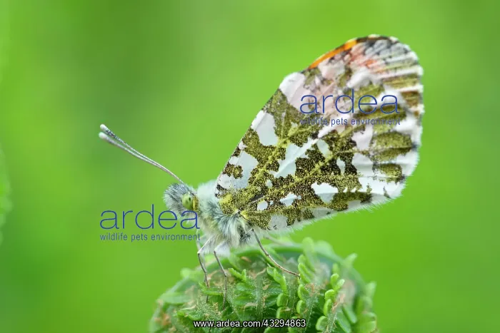 : Green-veined White Butterfly - on Fern frond : Green-veined White Butterfly - on Fern frond