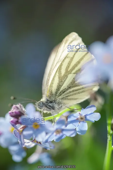 : Green-veined White Butterfly - on Forget-me-not flowers : Green-veined White Butterfly - on Forget-me-not flowers
