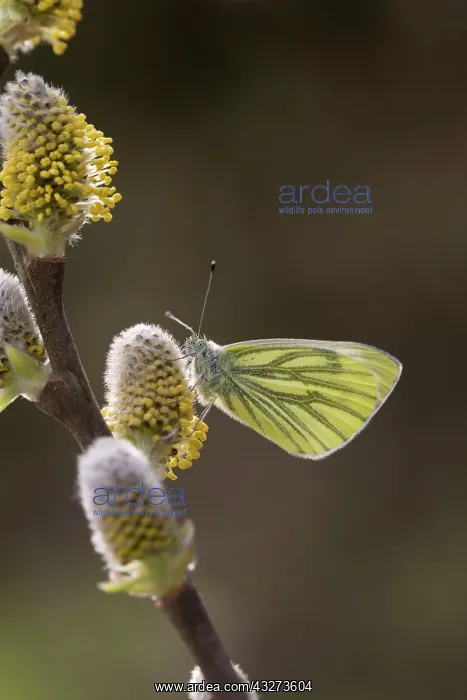 : Green Veined White Butterfly - on Goat Willow : Green Veined White Butterfly - on Goat Willow