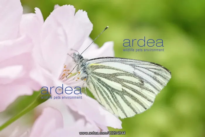 : Green-veined White Butterfly - on Pink Cherry flowers : Green-veined White Butterfly - on Pink Cherry flowers