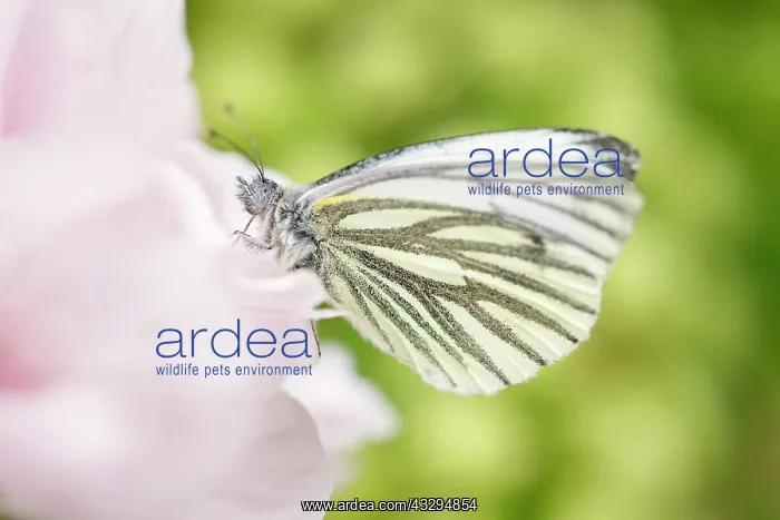 : Green-veined White Butterfly - on Pink Cherry flowers : Green-veined White Butterfly - on Pink Cherry flowers