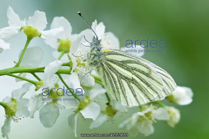 : Green-veined White Butterfly - resting on flowers : Green-veined White Butterfly - resting on flowers