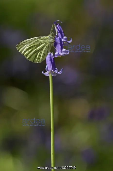 : Green-veined White Butterfly - resting on native Bluebell : Green-veined White Butterfly - resting on native Bluebell