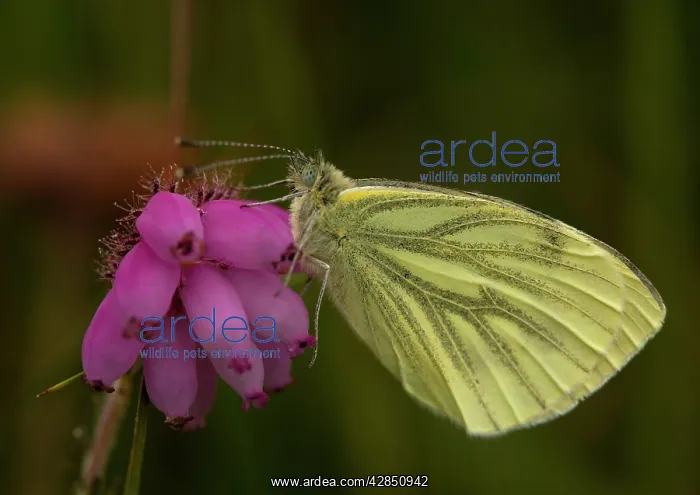: Green-Veined White Butterfly - side view : Green-Veined White Butterfly - side view