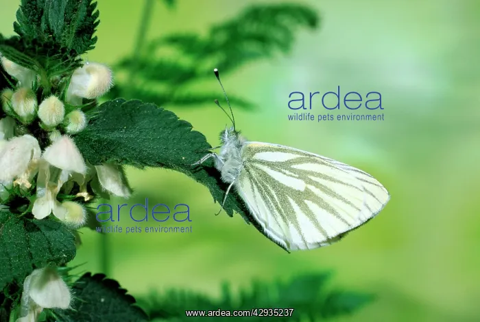 : Green-veined White Butterfly - on white dead-nettle leaf : Green-veined White Butterfly - on white dead-nettle leaf