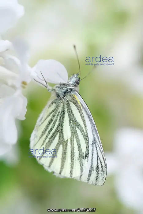 : Green-veined White Butterfly - on White Honesty flowers : Green-veined White Butterfly - on White Honesty flowers