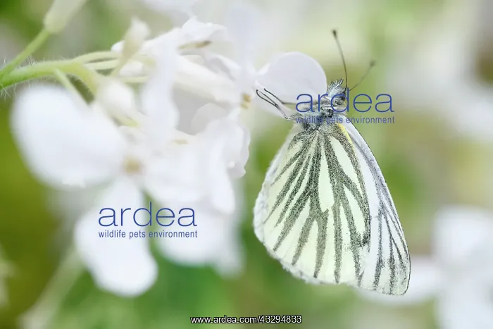 : Green-veined White Butterfly - on White Honesty flowers : Green-veined White Butterfly - on White Honesty flowers
