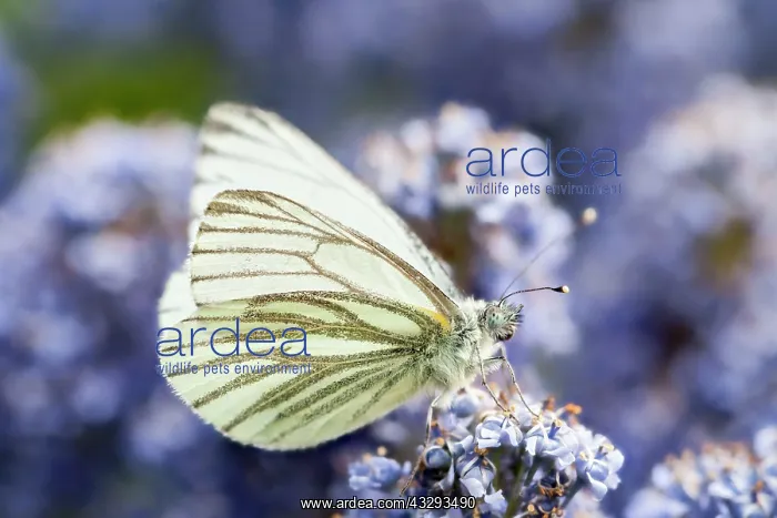 : Green-veined White on Ceanothus flowers : Green-veined White on Ceanothus flowers