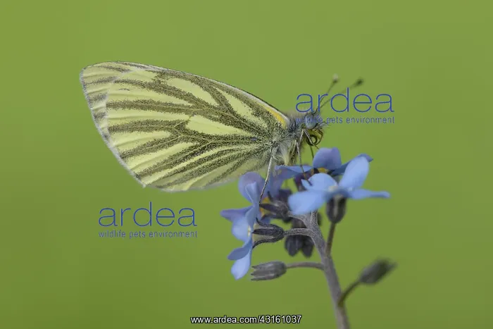 : Green-veined White (Pieris napi) : Green-veined White (Pieris napi)