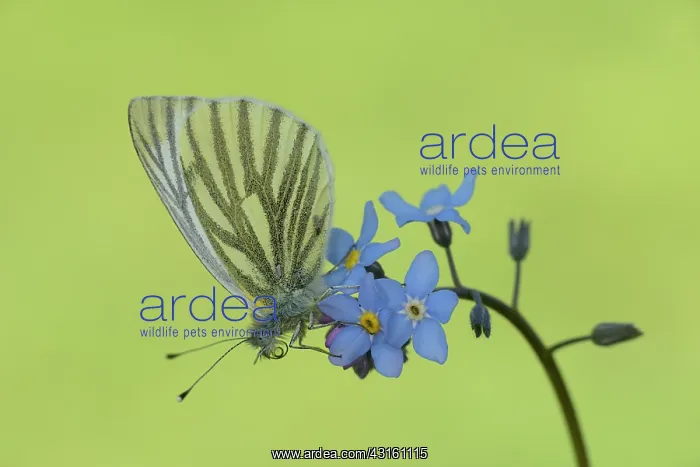 : Green-veined White (Pieris napi) : Green-veined White (Pieris napi)