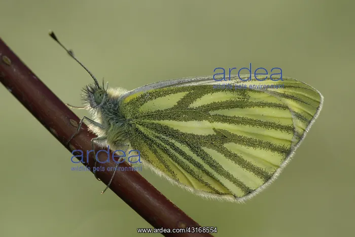 : Green-veined White (Pieris napi)