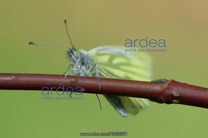: Green-veined White (Pieris napi) : Green-veined White (Pieris napi)