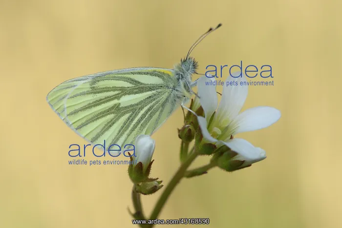 : Green-veined White (Pieris napi) : Green-veined White (Pieris napi)