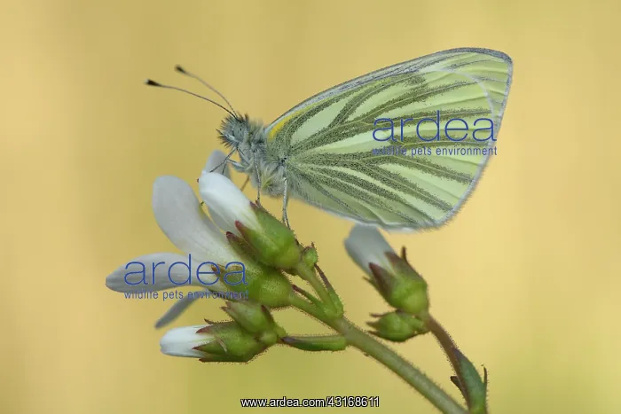 : Green-veined White (Pieris napi) : Green-veined White (Pieris napi)