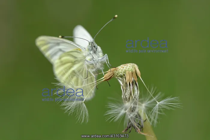 : green-veined white (Pieris napi) : green-veined white (Pieris napi)