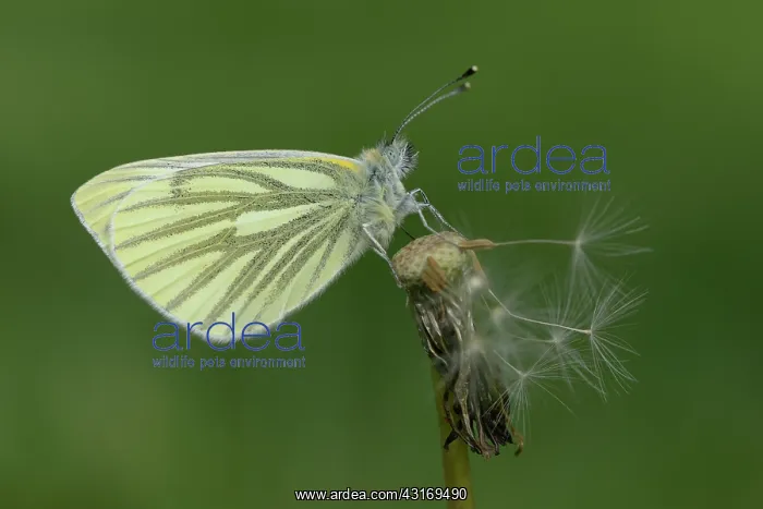 : green-veined white (Pieris napi) : green-veined white (Pieris napi)
