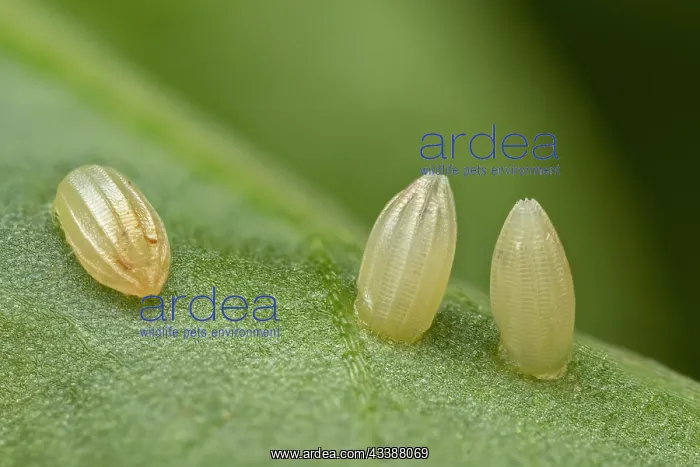 : Green-veined White (Pieris napi) egg of butterfl : Green-veined White (Pieris napi) egg of butterfl