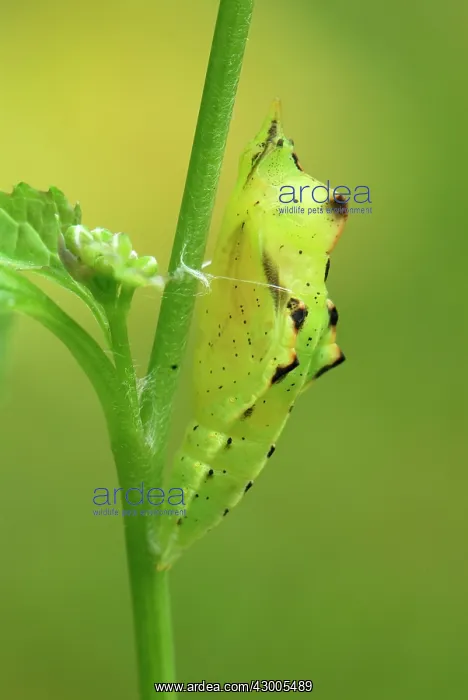 : Green-veined White pupa : Green-veined White pupa