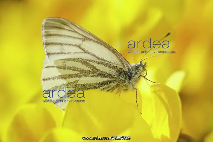 : Green-veined White - on Viola flowers : Green-veined White - on Viola flowers