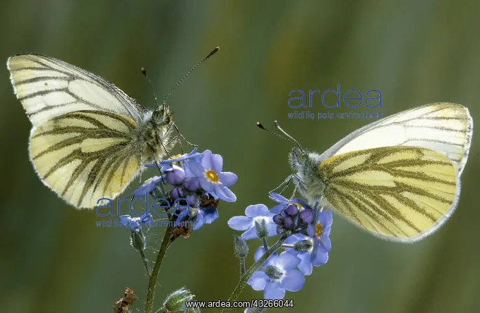  : Green-veined Whites (Pieris napi) each on top o