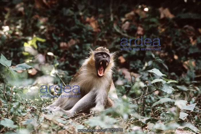 : GREEN VERVET MONKEY - Male, threatening : GREEN VERVET MONKEY - Male, threatening