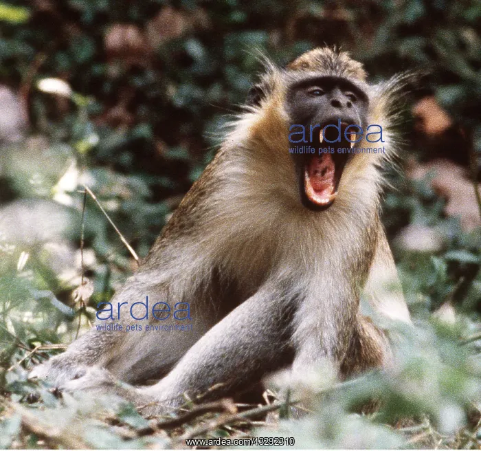 : Green Vervet Monkey - Threatening : Green Vervet Monkey - Threatening
