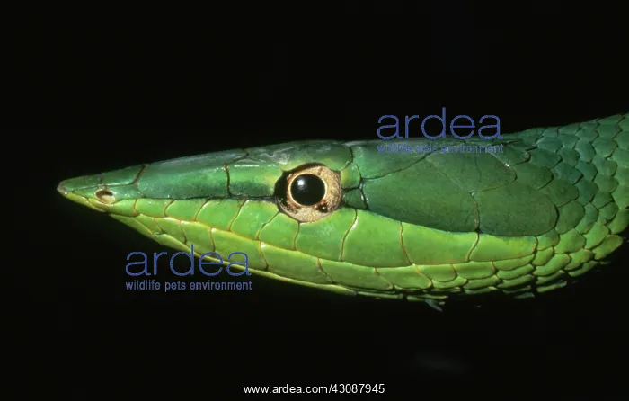 : Green Vine Snake : Green Vine Snake