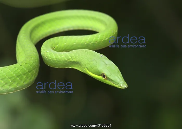 : Green Vine Snake : Green Vine Snake