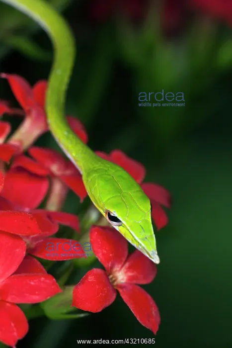 : Green Vine Snake (Ahaetulla nasuta). Vietnam : Green Vine Snake (Ahaetulla nasuta). Vietnam