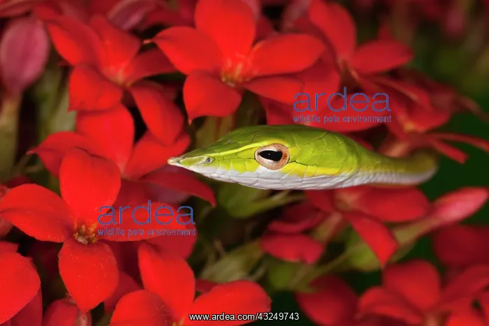  : Green Vine Snake (Ahaetulla nasuta). Vietnam