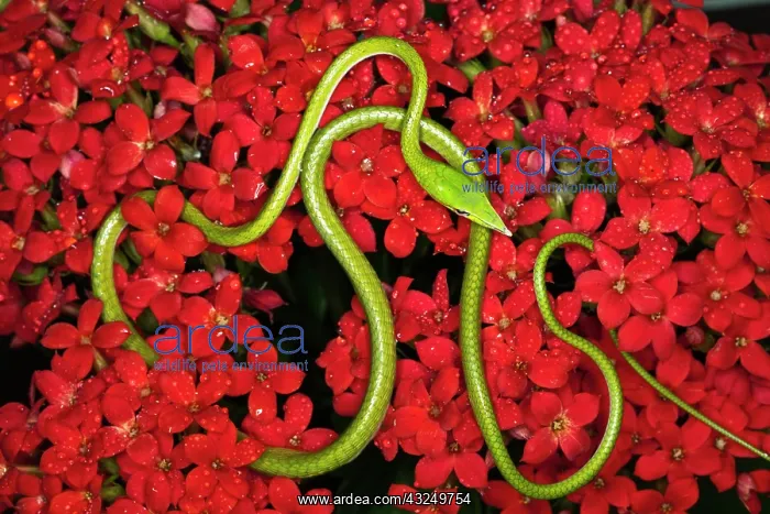: Green Vine Snake (Ahaetulla nasuta). Vietnam : Green Vine Snake (Ahaetulla nasuta). Vietnam