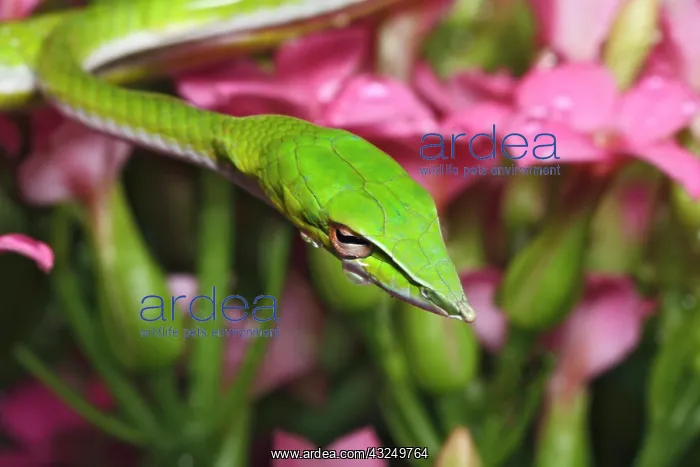 : Green Vine Snake (Ahaetulla nasuta). Vietnam : Green Vine Snake (Ahaetulla nasuta). Vietnam