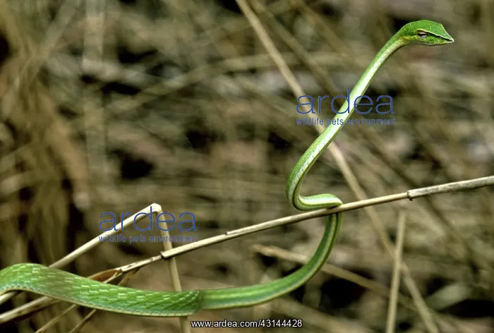 : Green Vine Snake, Cambodia : Green Vine Snake, Cambodia