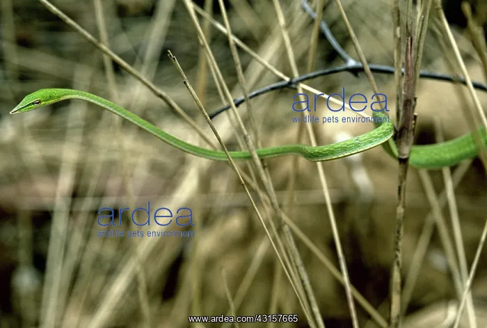 : Green Vine Snake, Cambodia : Green Vine Snake, Cambodia