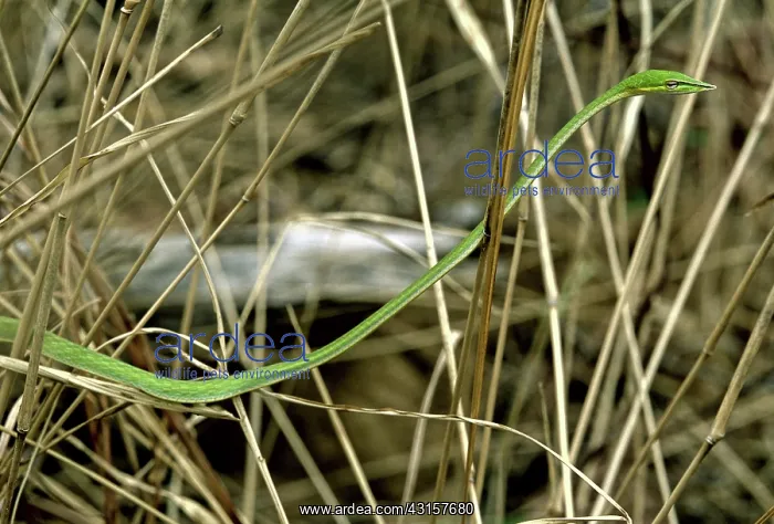  : Green Vine Snake, Cambodia