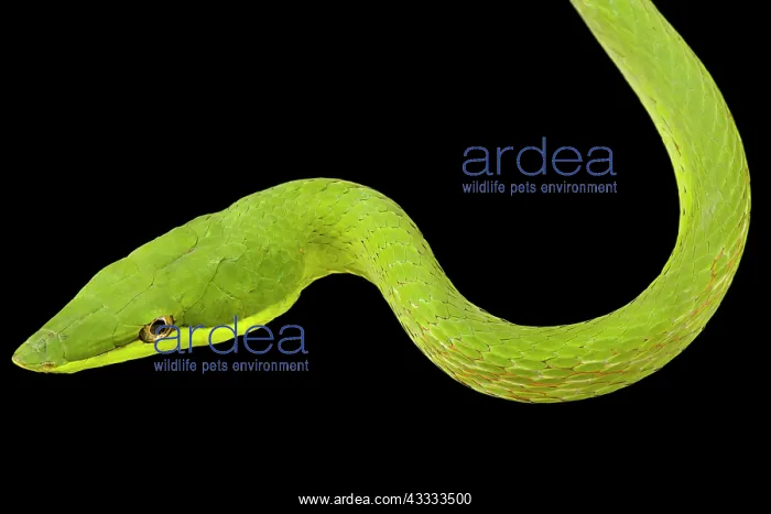 : Green Vinesnake (Oxybelis fulgidus), on black background : Green Vinesnake (Oxybelis fulgidus), on black background