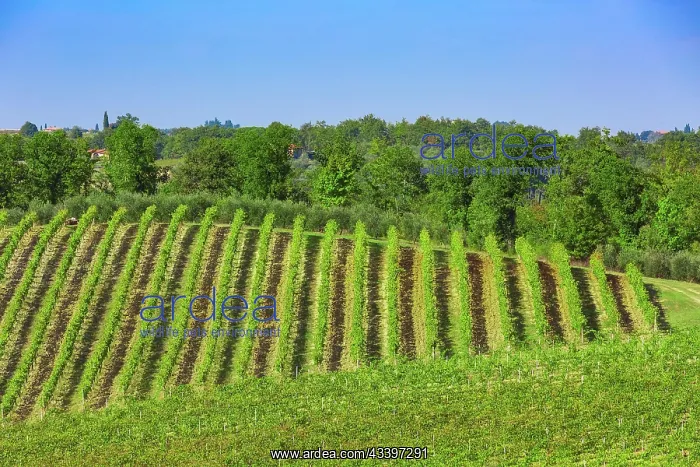 : Green vineyards in Chianti region in province of : Green vineyards in Chianti region in province of