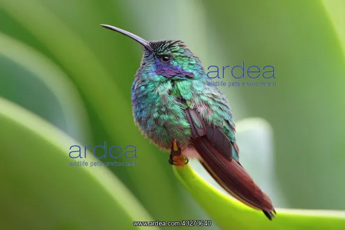 : Green Violet-ear (Colibri thalassinus) adult male : Green Violet-ear (Colibri thalassinus) adult male