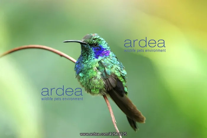 : Green Violet-ear Hummingbird : Green Violet-ear Hummingbird