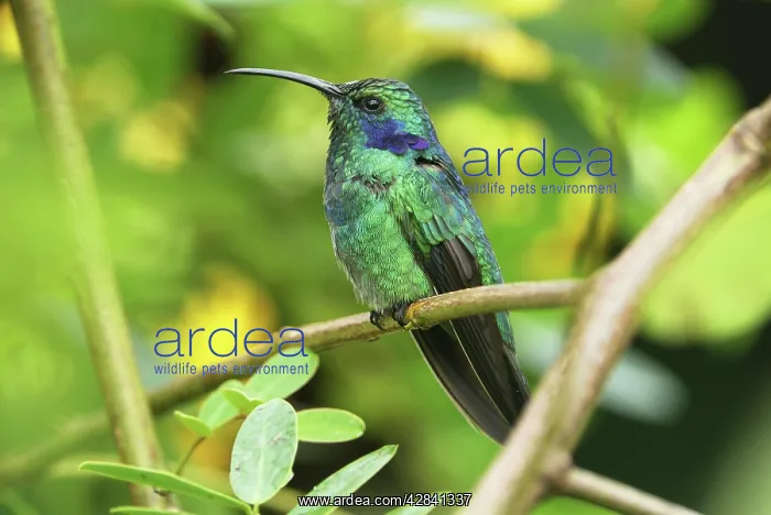 : Green Violet-ear Hummingbird : Green Violet-ear Hummingbird