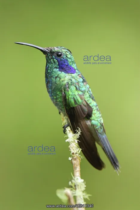 : Green Violet-ear Hummingbird : Green Violet-ear Hummingbird