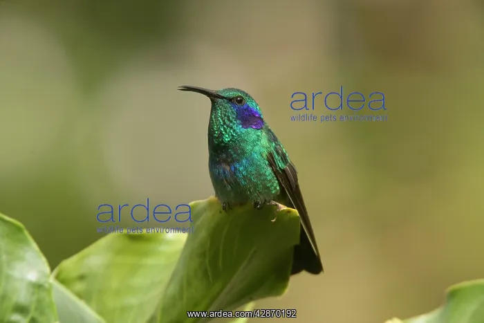 : Green Violet-ear Hummingbird : Green Violet-ear Hummingbird